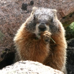 A small animal standing on a rock.