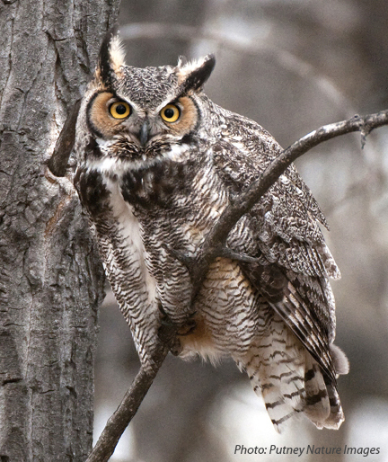 Great horned owl perched on a tree branch.