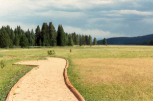 A path in the middle of a field.