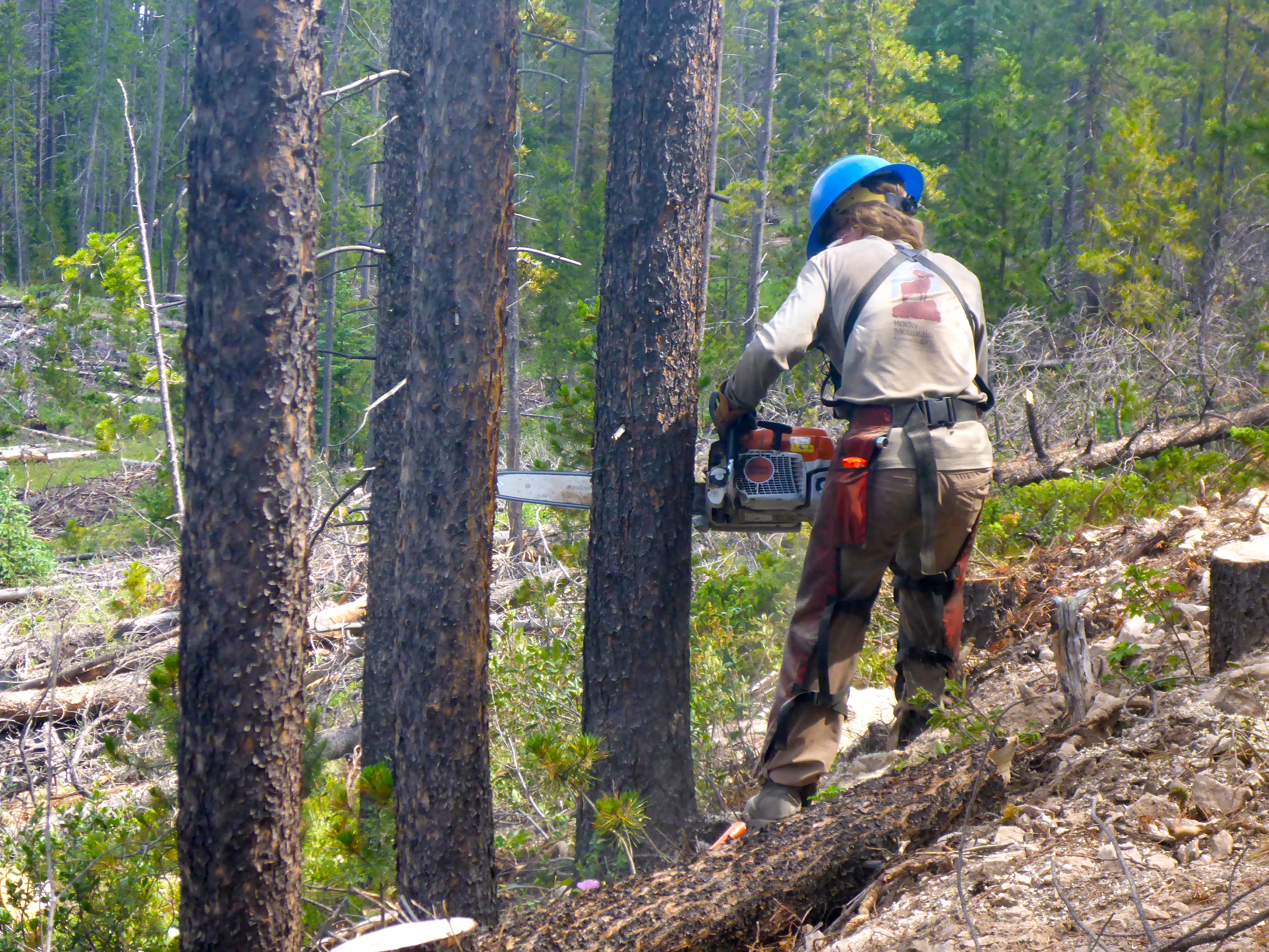 A forestry worker in protective gear uses a chainsaw to cut through a tree in a dense, wooded area.