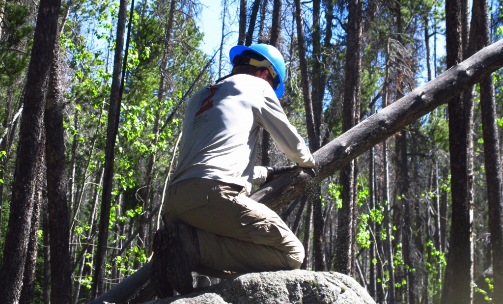 A man is chopping down a tree in the woods.
