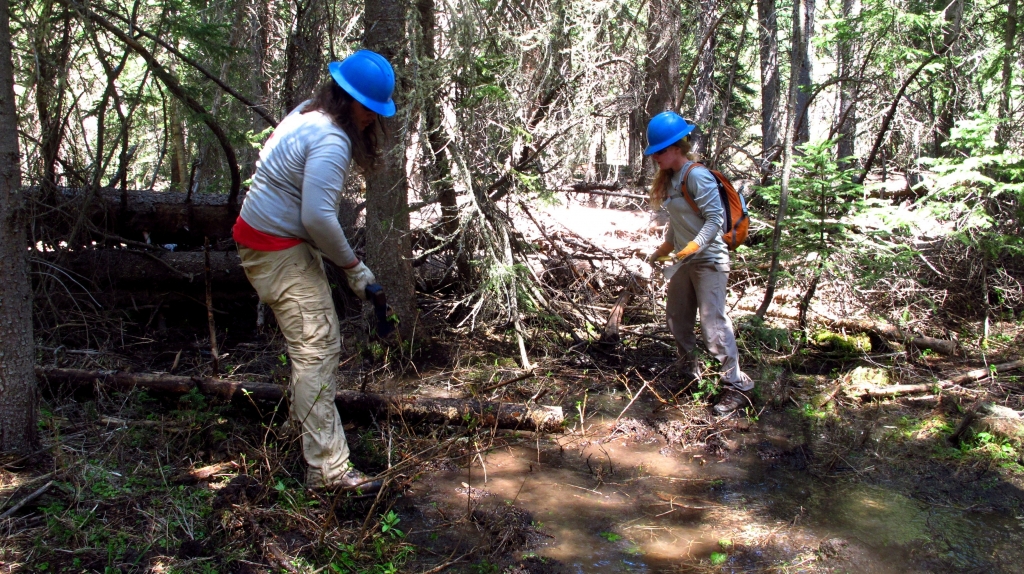 Two people working in a wooded area.