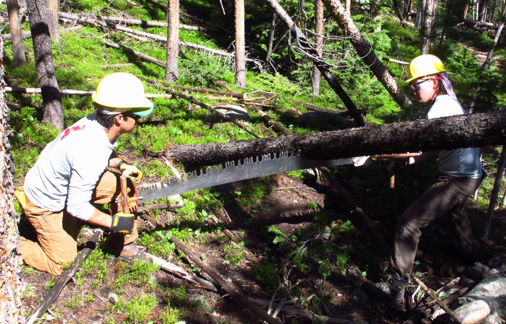 Two people cutting down a tree in the woods.