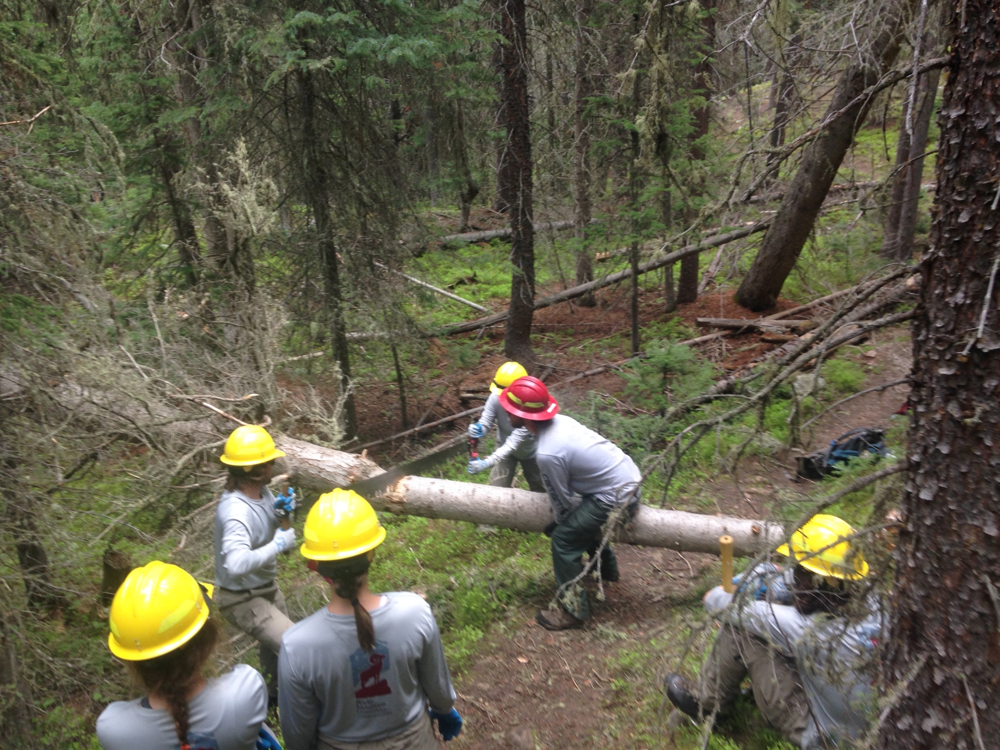 A group of forest workers in helmets moving a large log in a dense, green forest.