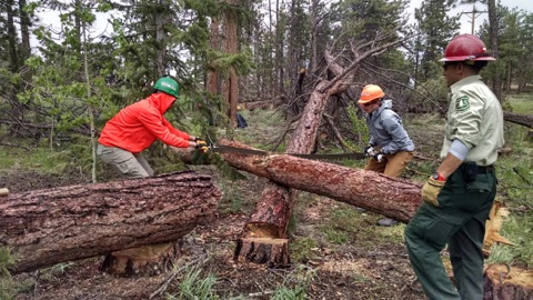 Three forest workers in helmets use a crosscut saw to cut a fallen tree in a wooded area.