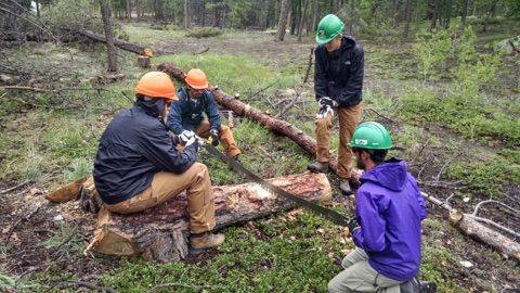Four individuals work on cutting a fallen tree with a saw in a forest.