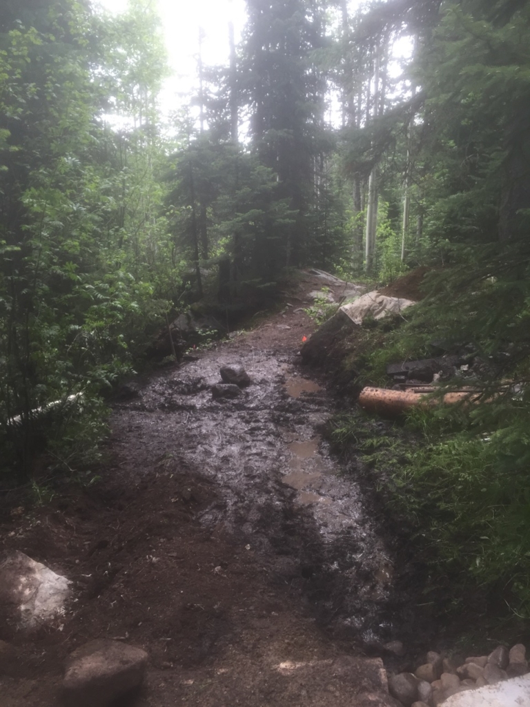 A muddy forest trail surrounded by dense greenery and fallen logs