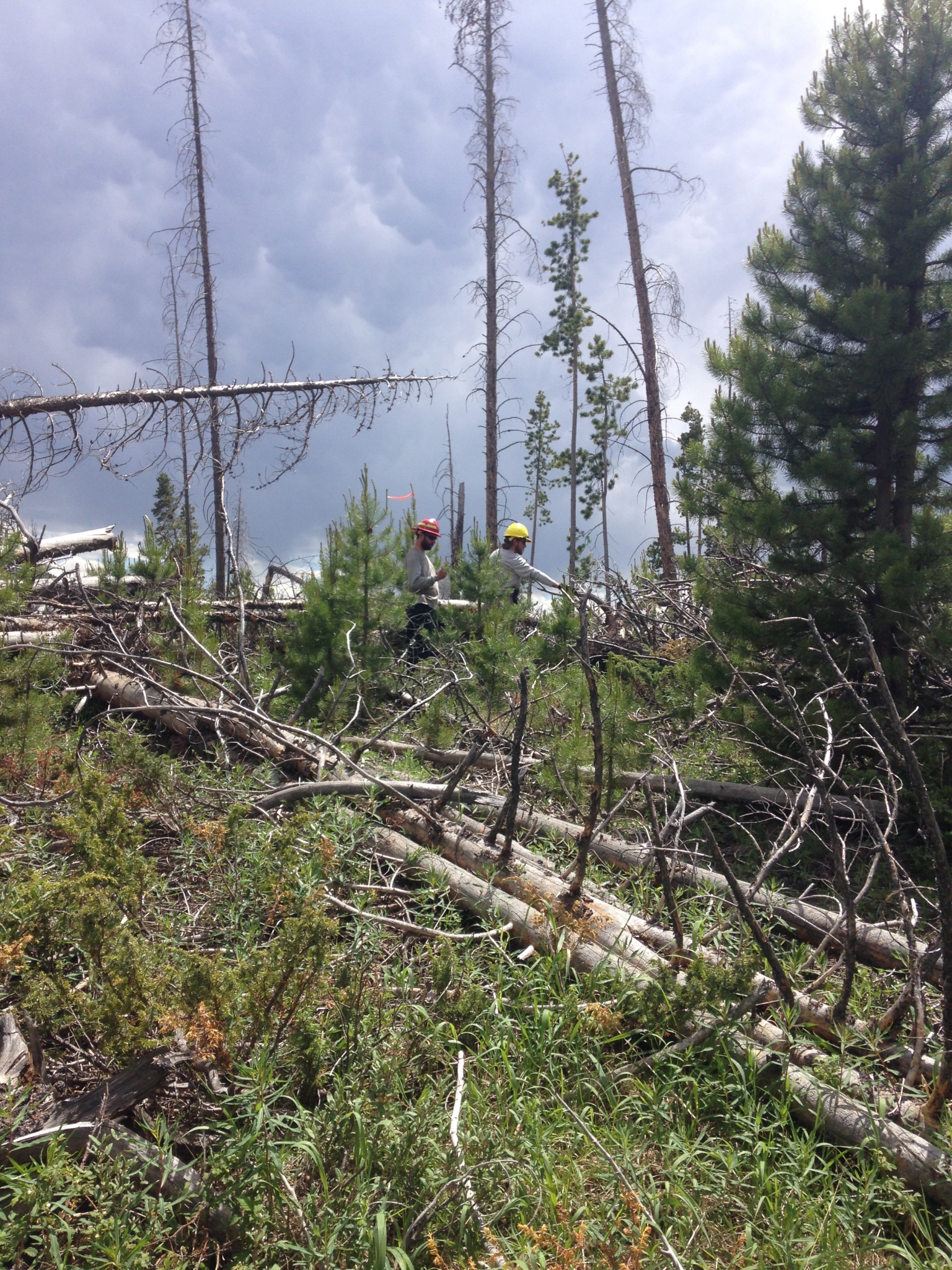 Two forestry workers in helmets inspecting a wooded area with fallen trees