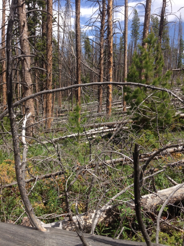 A forest landscape showing burnt and fallen trees