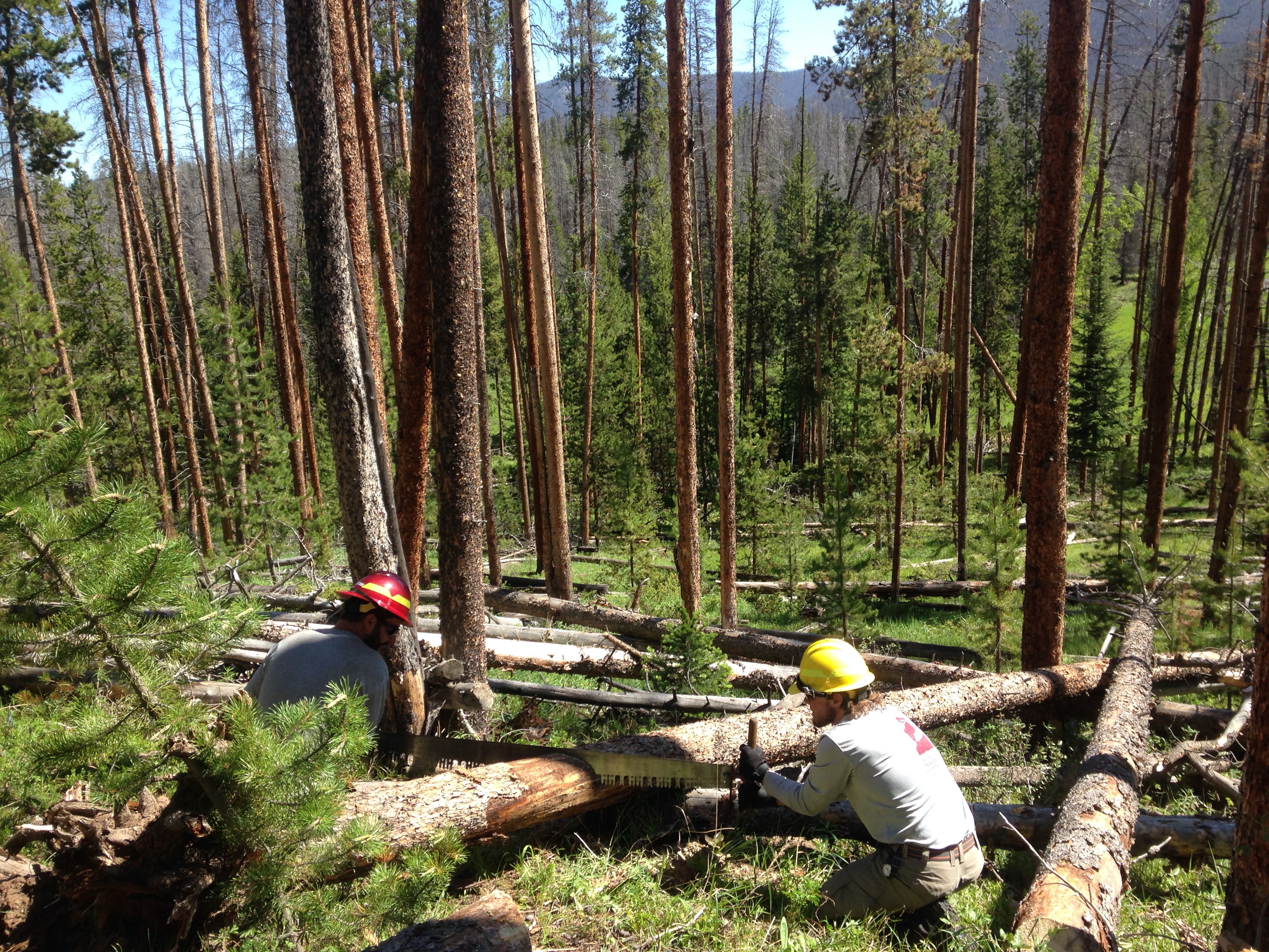 Two forestry workers in helmets cutting fallen trees with a chainsaw in a sunny forest clearing.