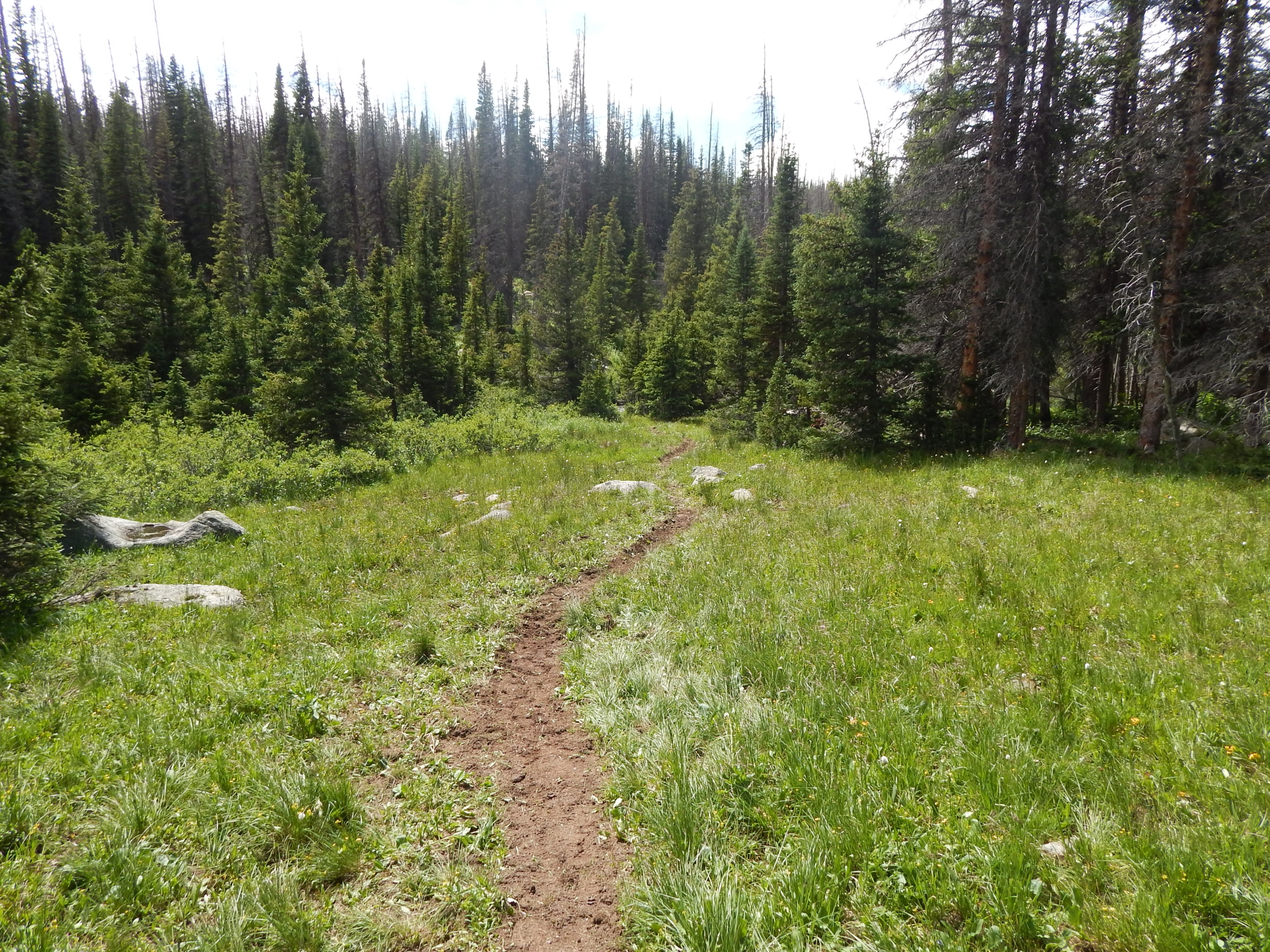 A narrow dirt trail meanders through a lush green meadow with scattered rocks and dense conifer forests in the background.