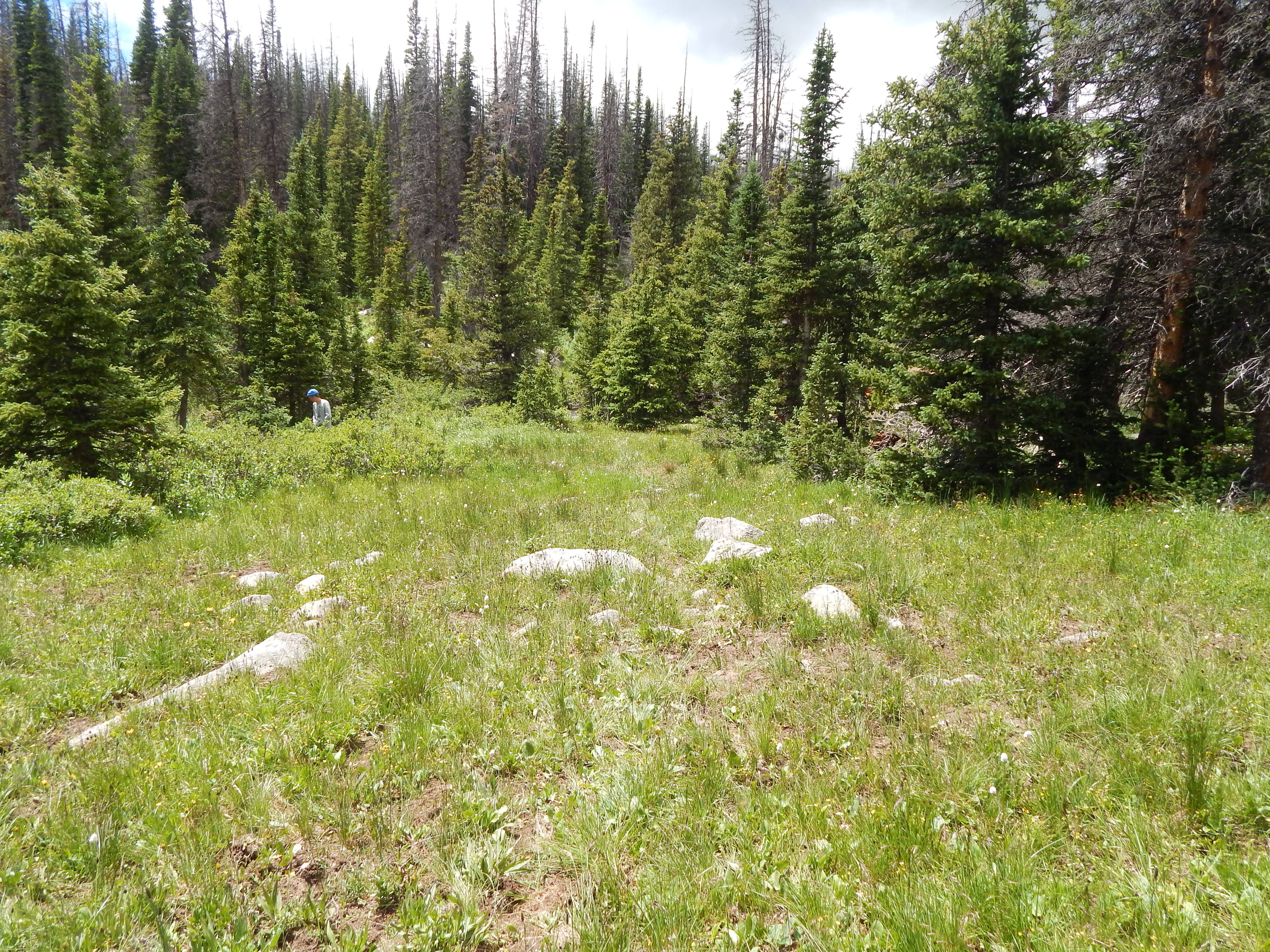 A person hiking through a lush green mountain meadow dotted with rocks and surrounded by tall pine trees.
