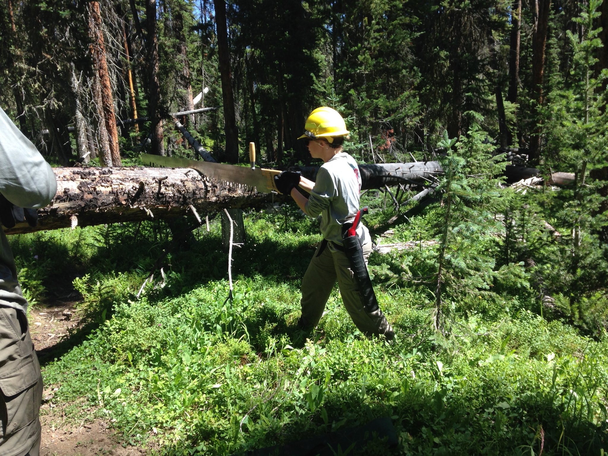 A person wearing a yellow helmet and safety gear carries a large log in a dense forest, assisted by another individual partially visible on the left.