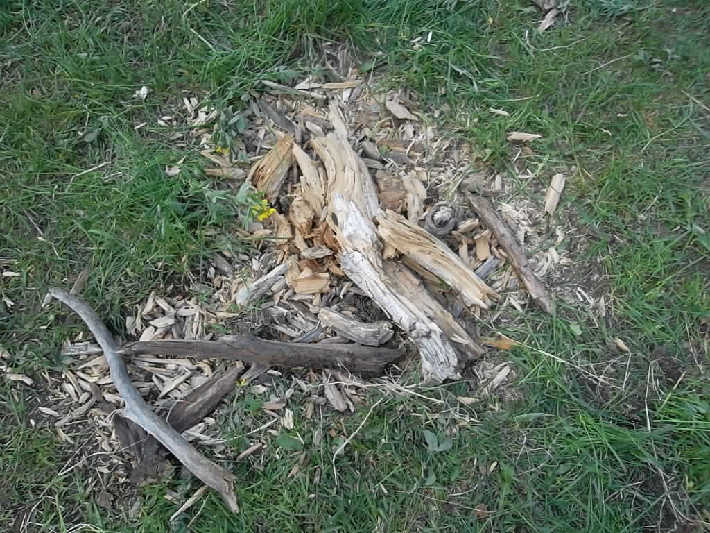 A pile of scattered, weathered wood pieces and twigs on a grassy ground.