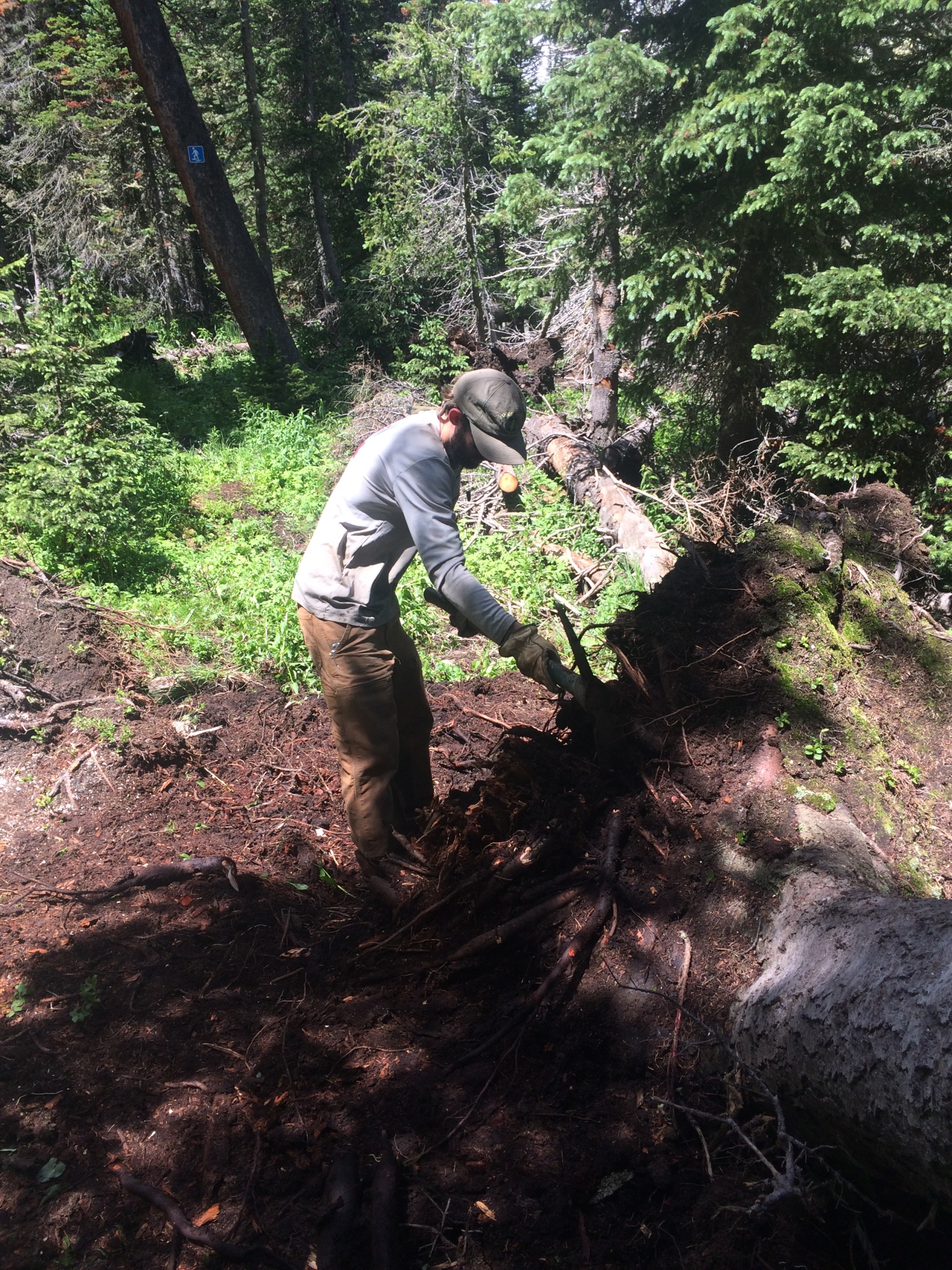 A man in hiking clothes clearing a fallen tree from a forest trail using hand tools.