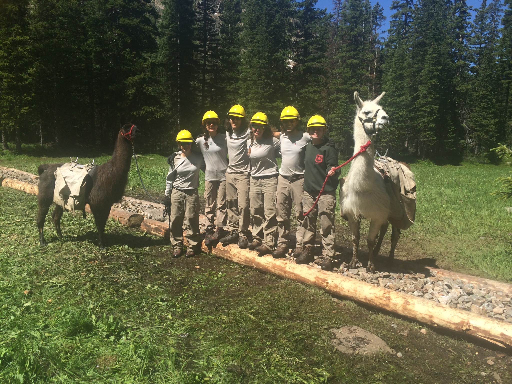 A group of six workers in helmets and work clothes posing with two llamas in a forest clearing.