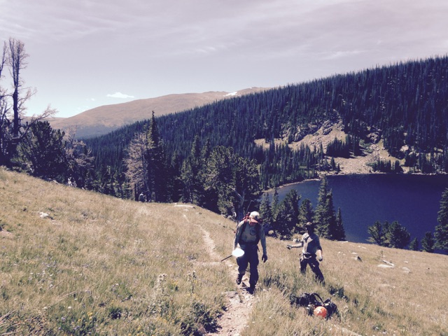Two hikers walking on a mountain trail with a dense pine forest