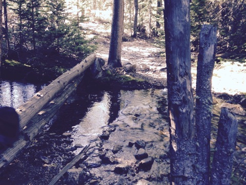 A log as wooden footbridge crossing a small stream surrounded