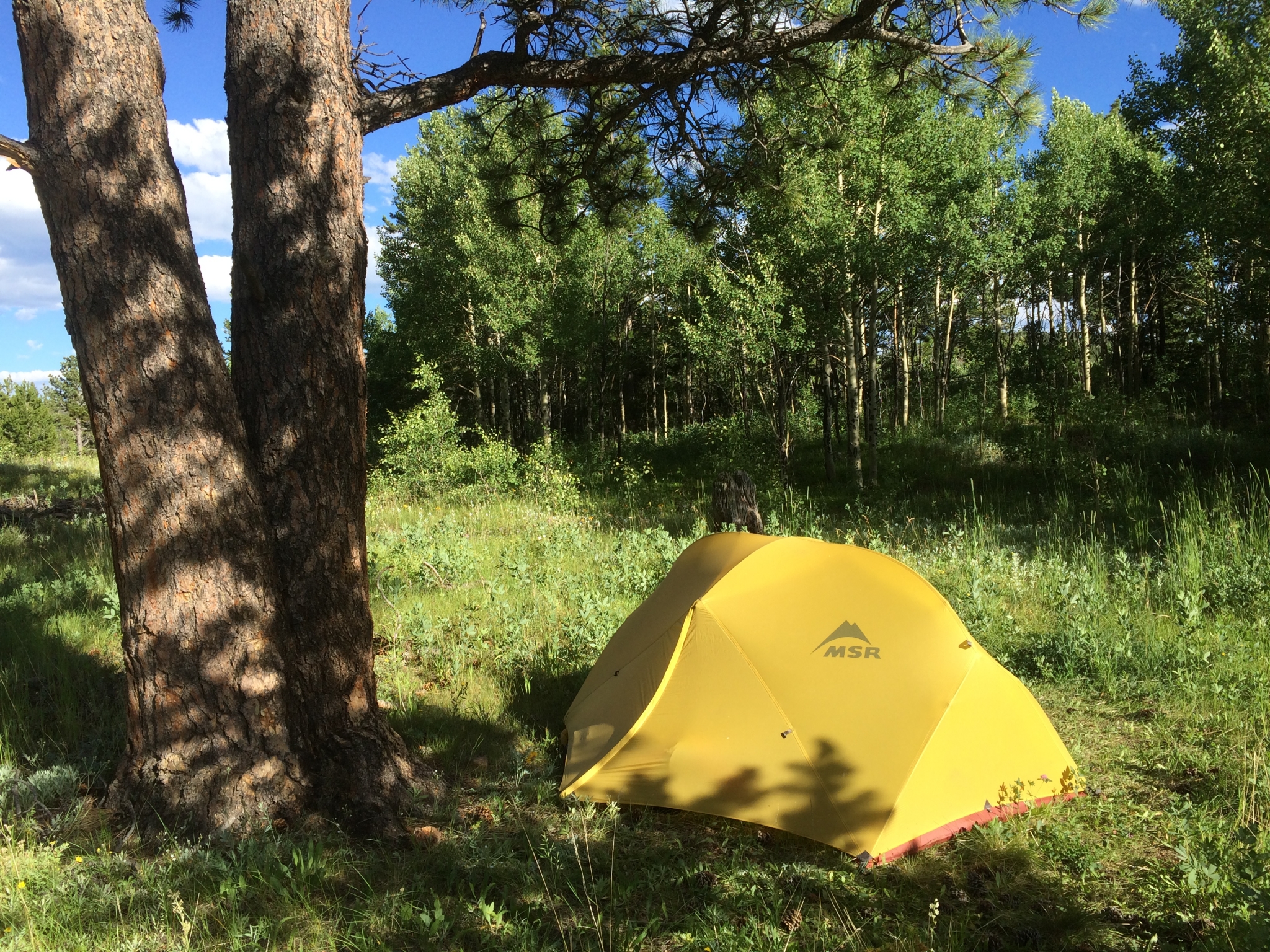 Yellow tent pitched under pine trees in a sunny forest clearing.