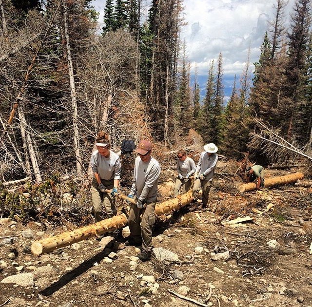 A group of five workers in a forest, carrying a large log together using a log carrier