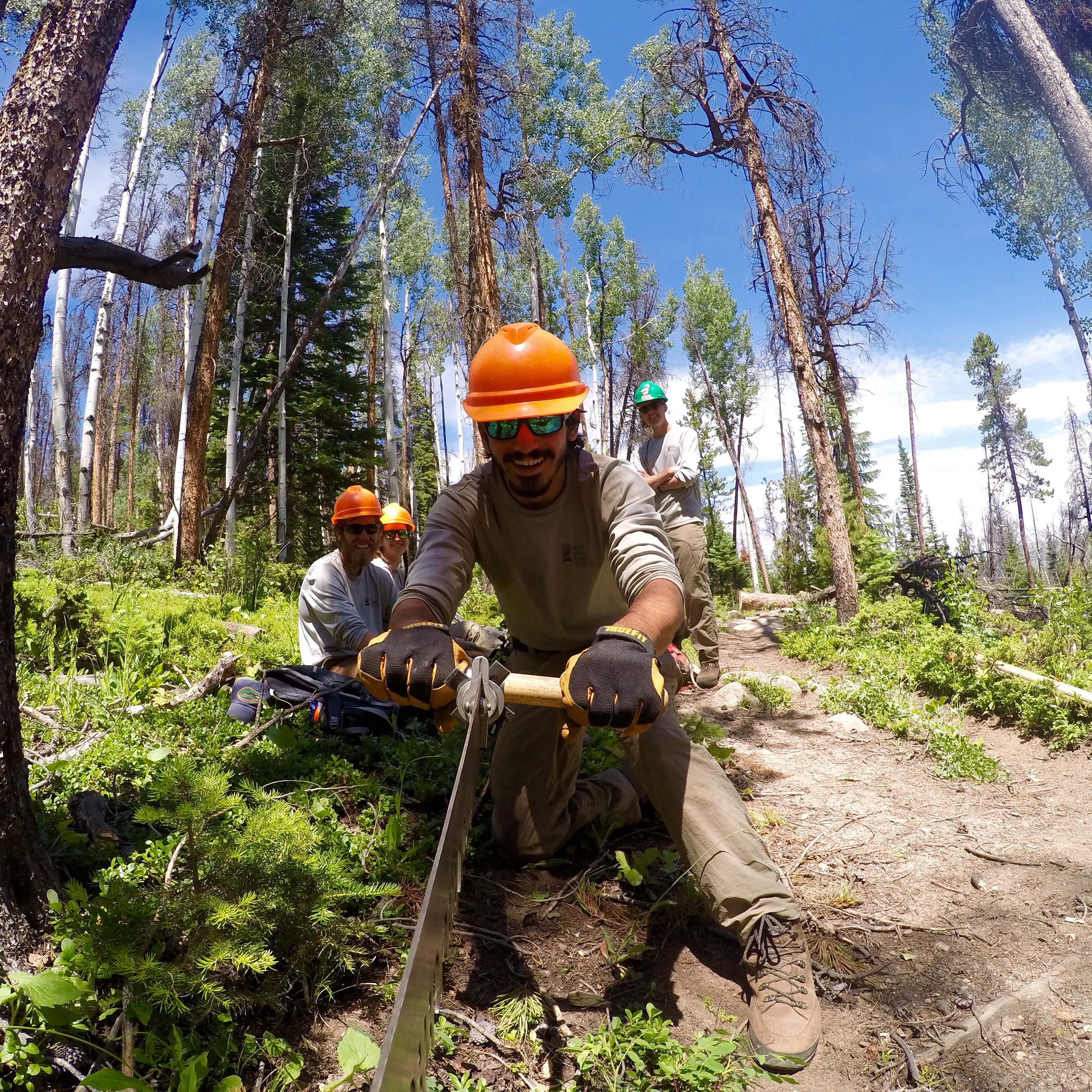 Three forestry workers in safety gear use a crosscut saw to cut a fallen tree in a wooded area.