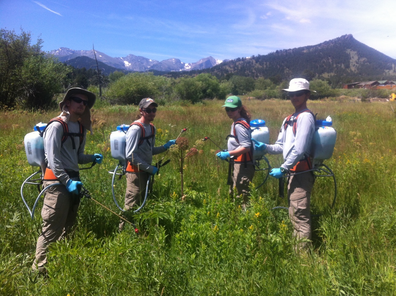 Four workers spraying plants in a field