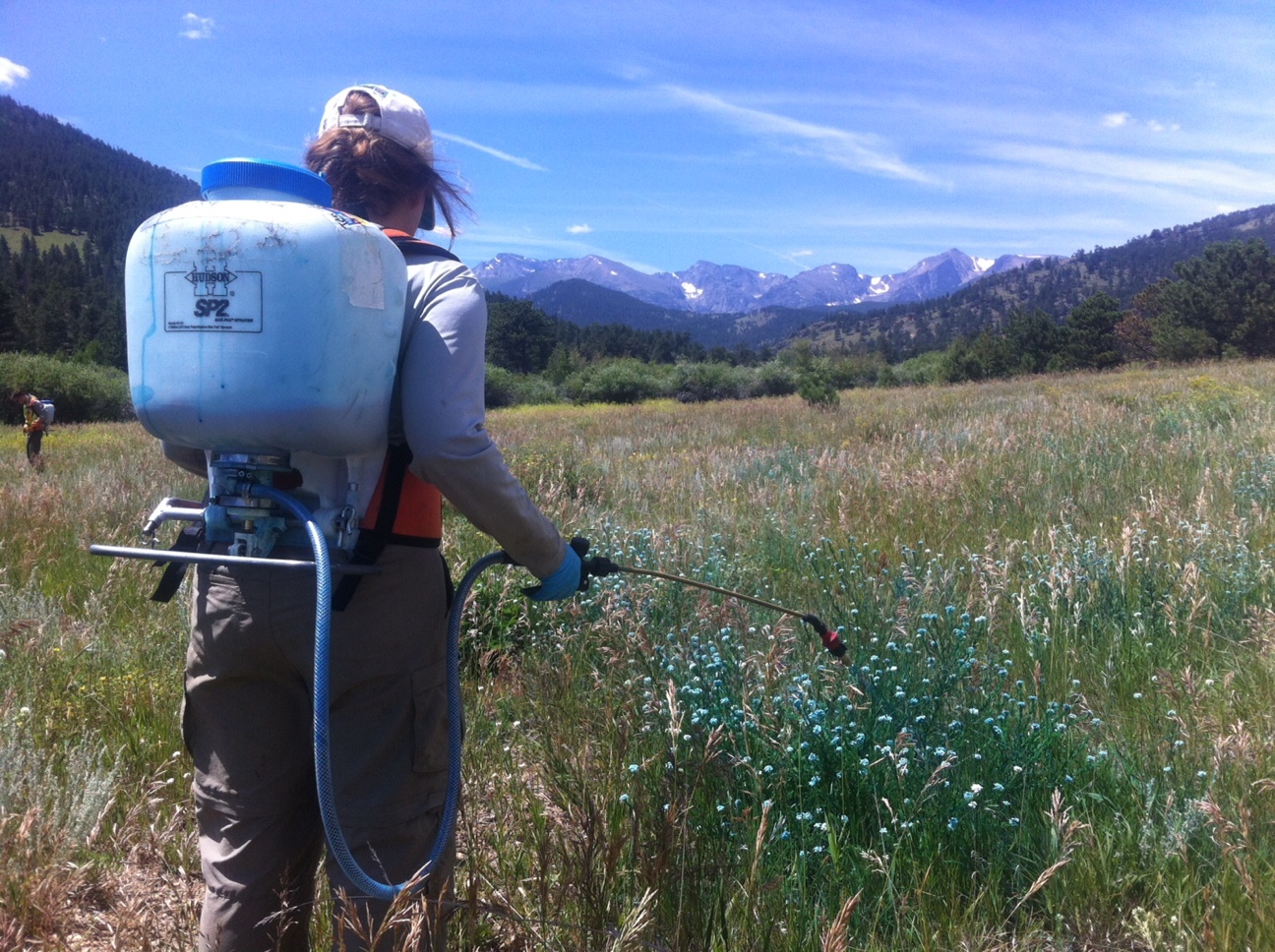 A person wearing a backpack sprayer treats plants in a field with mountains in the background.