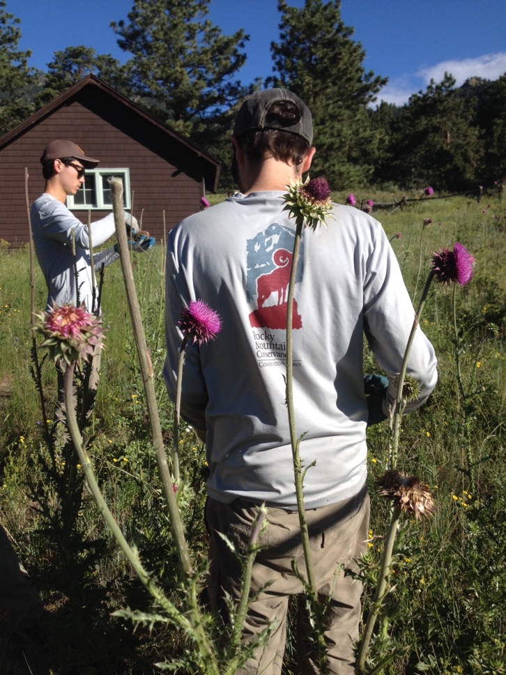 Two people in a field, one examining a flower closely, the other working with equipment