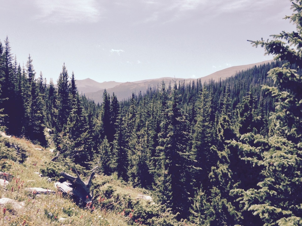 Lush green forest with dense conifer trees, a sunlit hill in the foreground, and rolling mountains under a partly cloudy sky.
