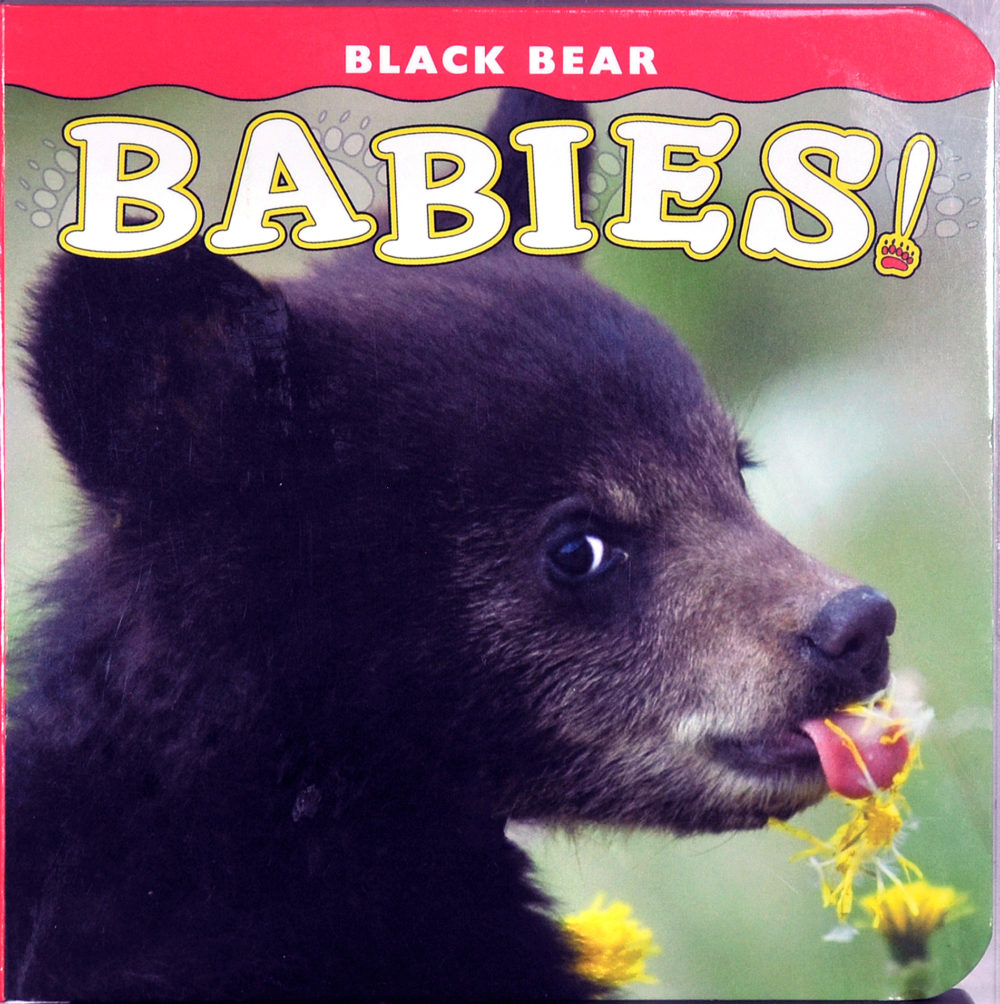 A Black Bear Babies with a flower in its mouth.