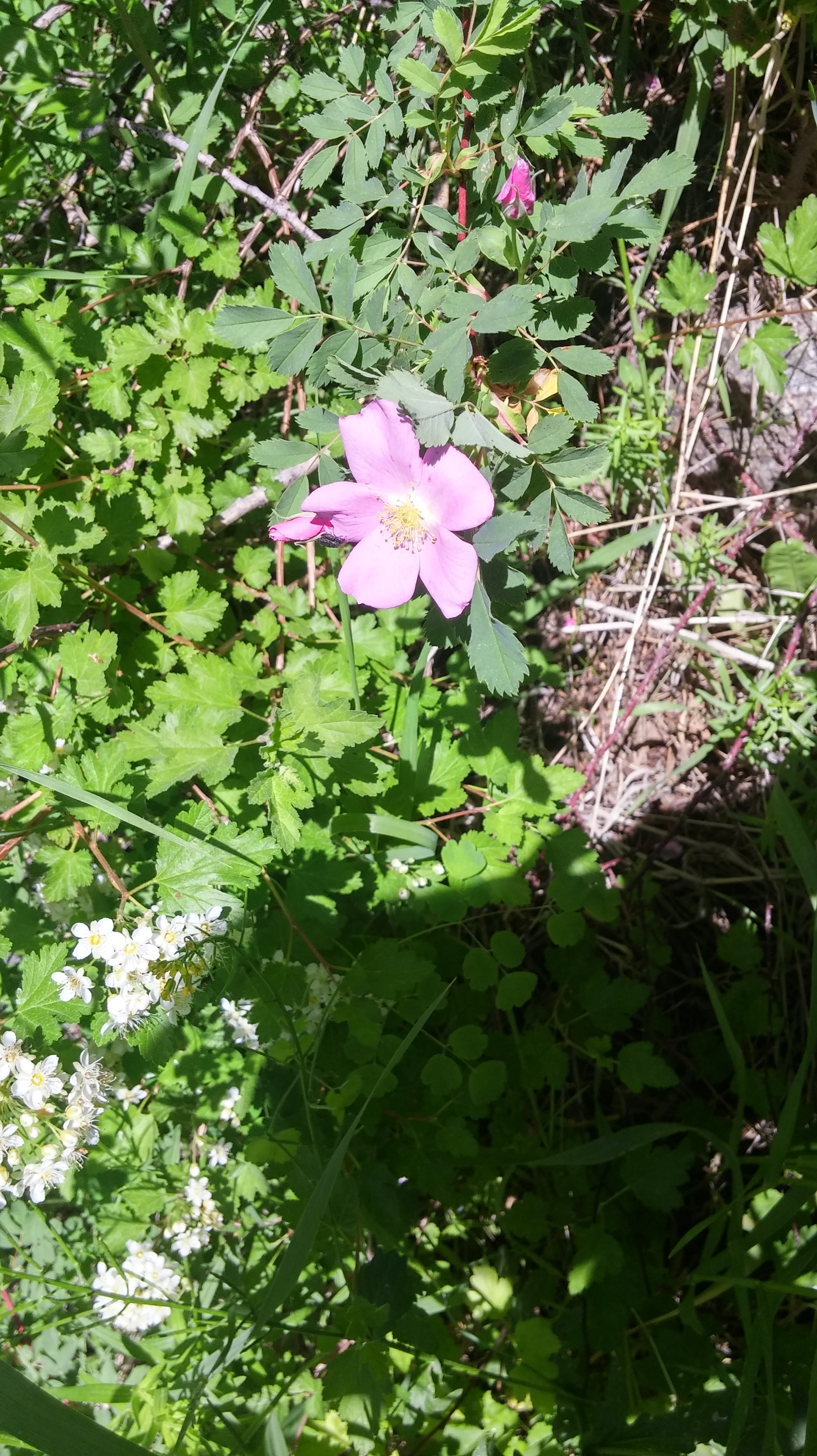 Close up picture of a pink flower