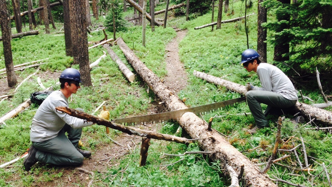 Two individuals in helmets use a crosscut saw on a fallen tree blocking a forest trail.