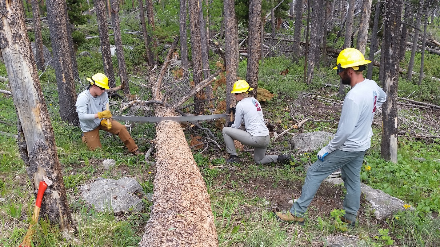 Workers using a crosscut saw to cut a fallen tree