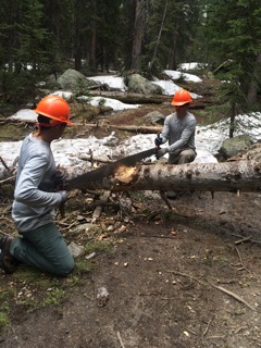 Two people in safety helmets using a crosscut saw to cut a fallen tree in a snowy forest.