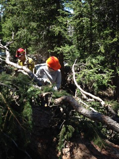 Two forest workers in safety gear clearing fallen trees in a dense woodland.