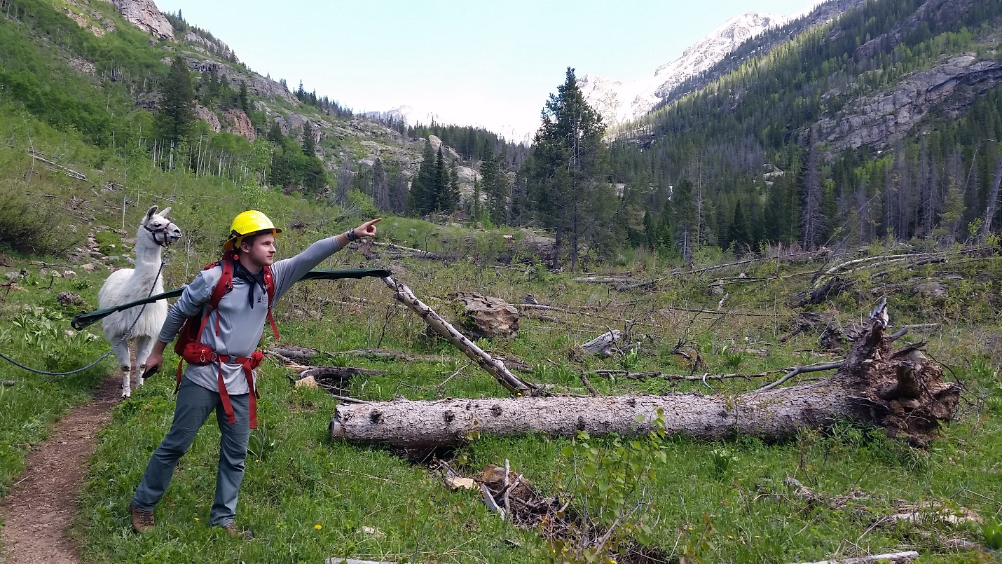 Woman posing for a picture with a llama and fallen tree in the background