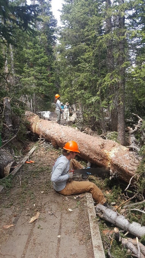 Three forestry workers in safety gear clear a large fallen tree blocking a forest trail.