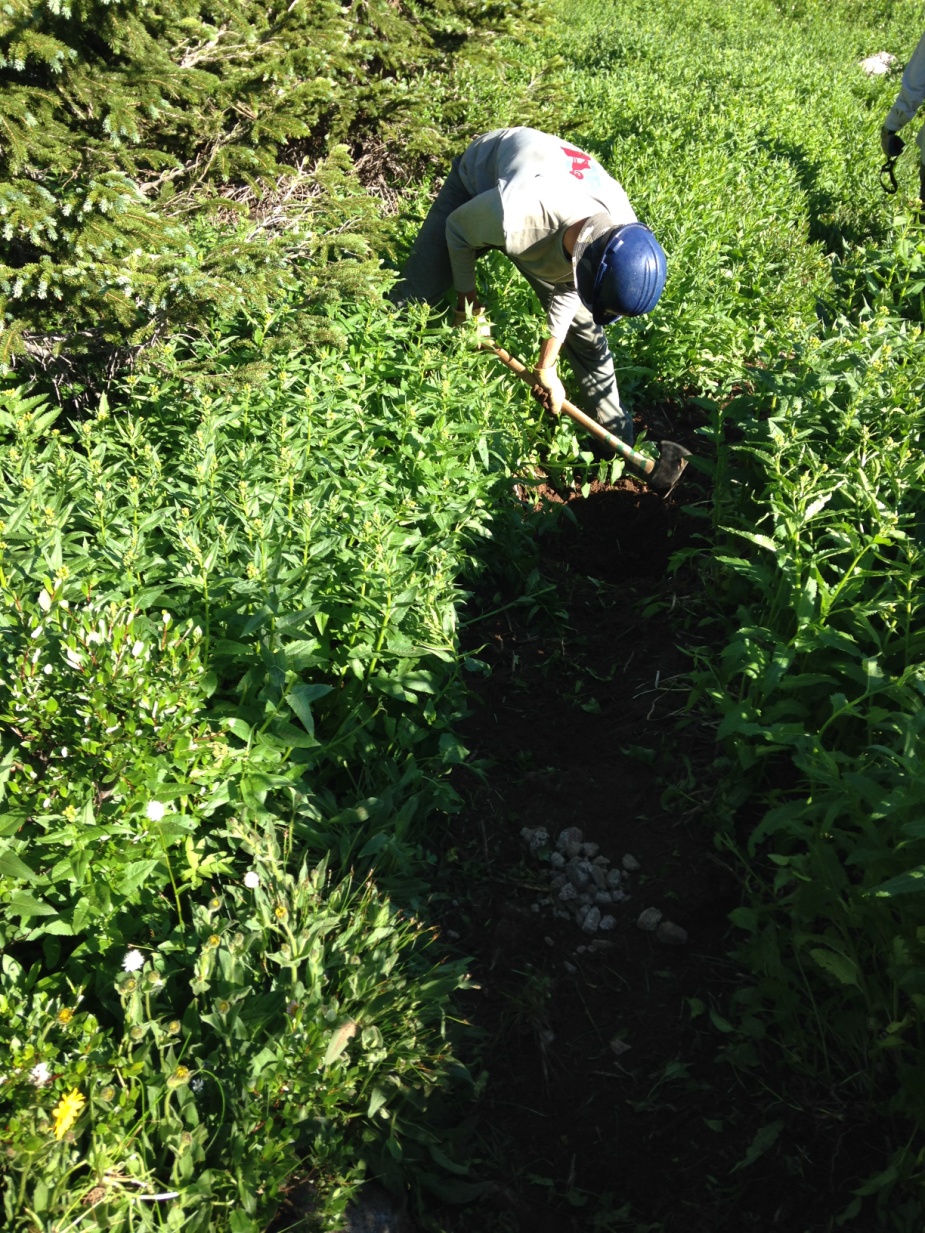 Person in a baseball cap digging in a green, plant-filled area, with a spade, uncovering rocks.
