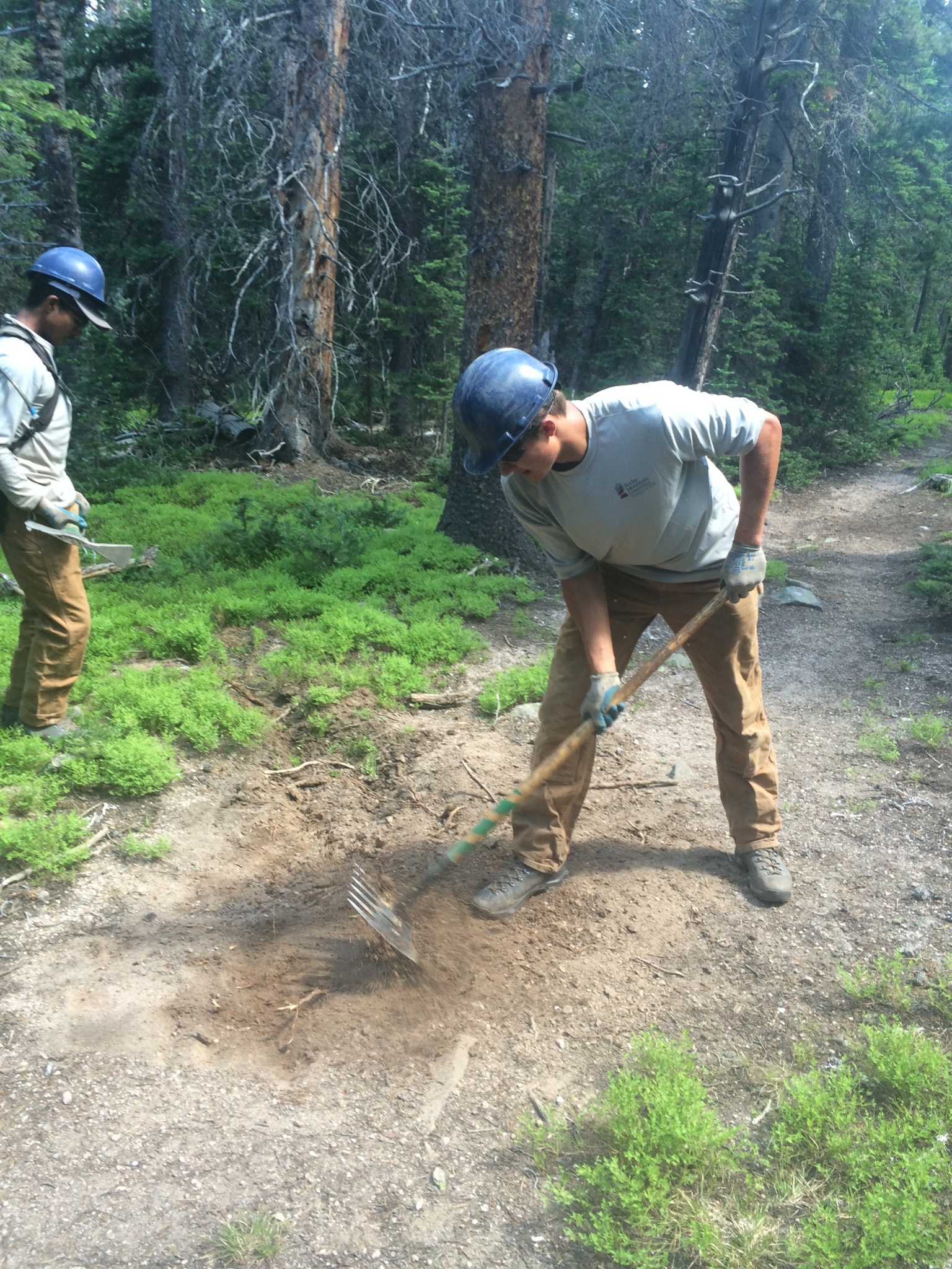 Two people working in a forest, digging soil with a rake
