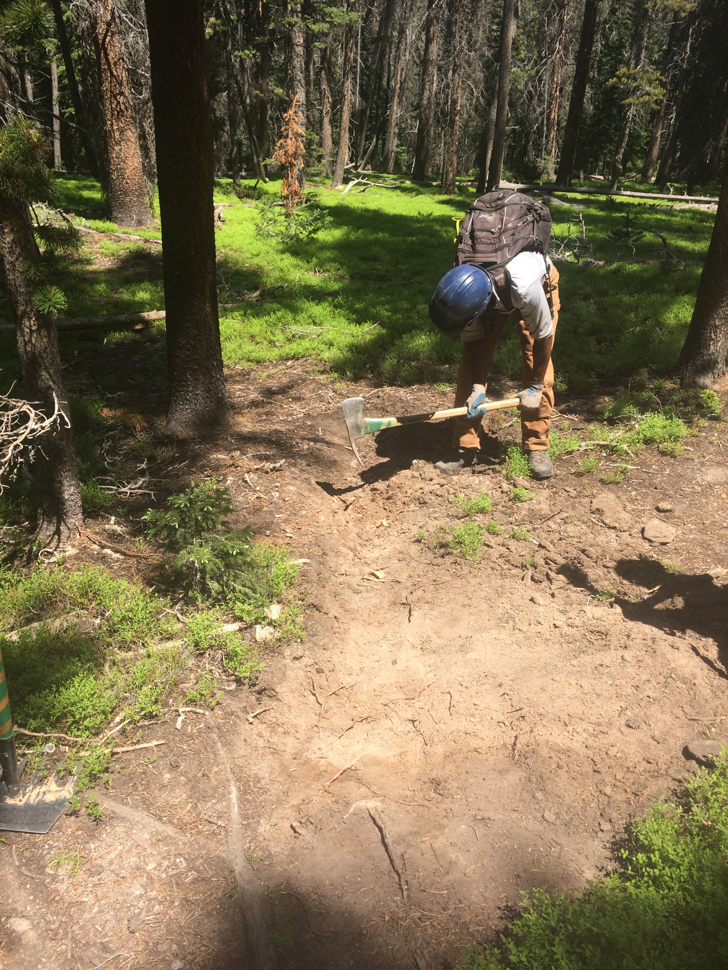 A person hammering a metal stake into forest ground
