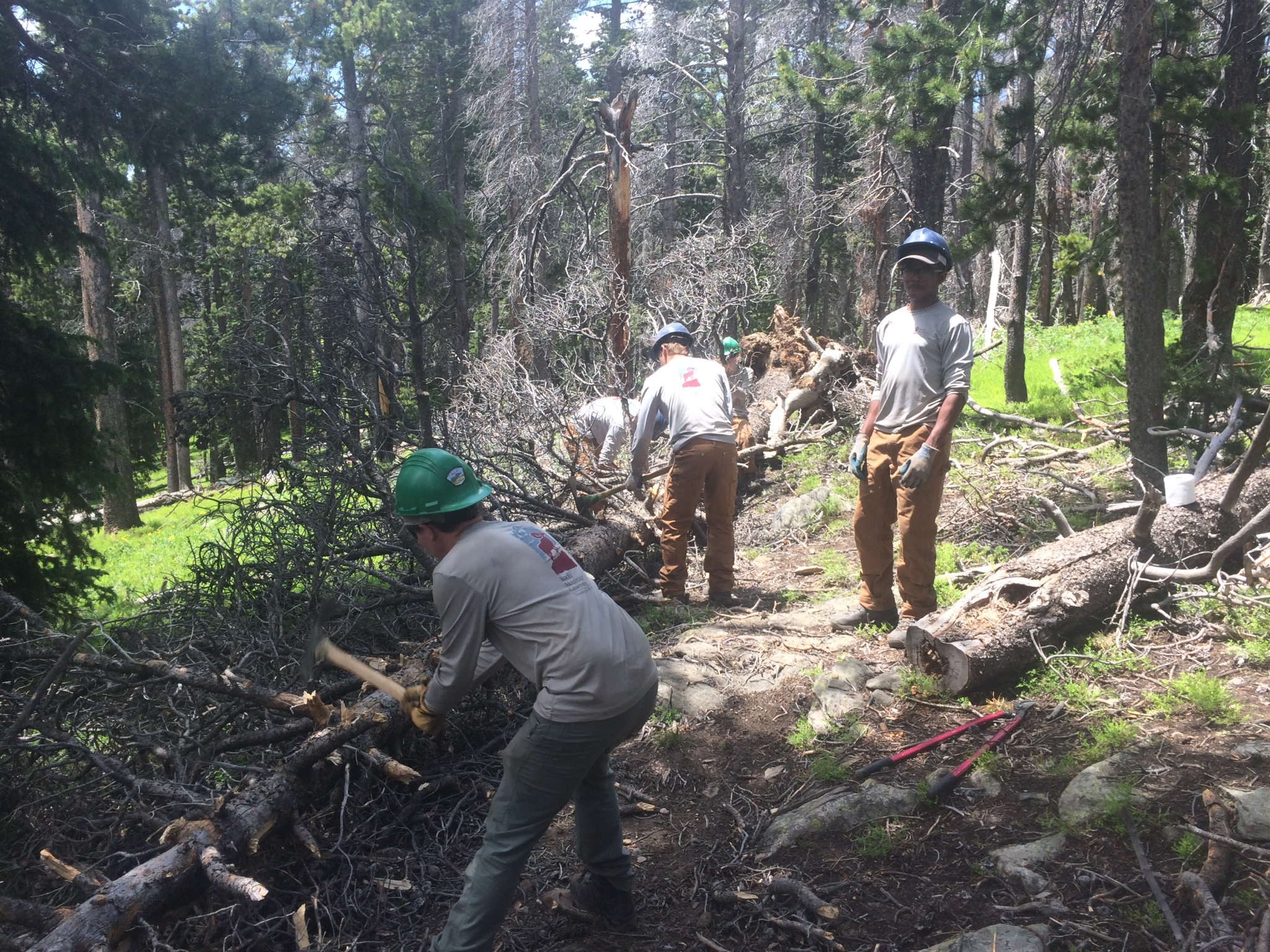 Group of people clearing fallen trees from a forest trail