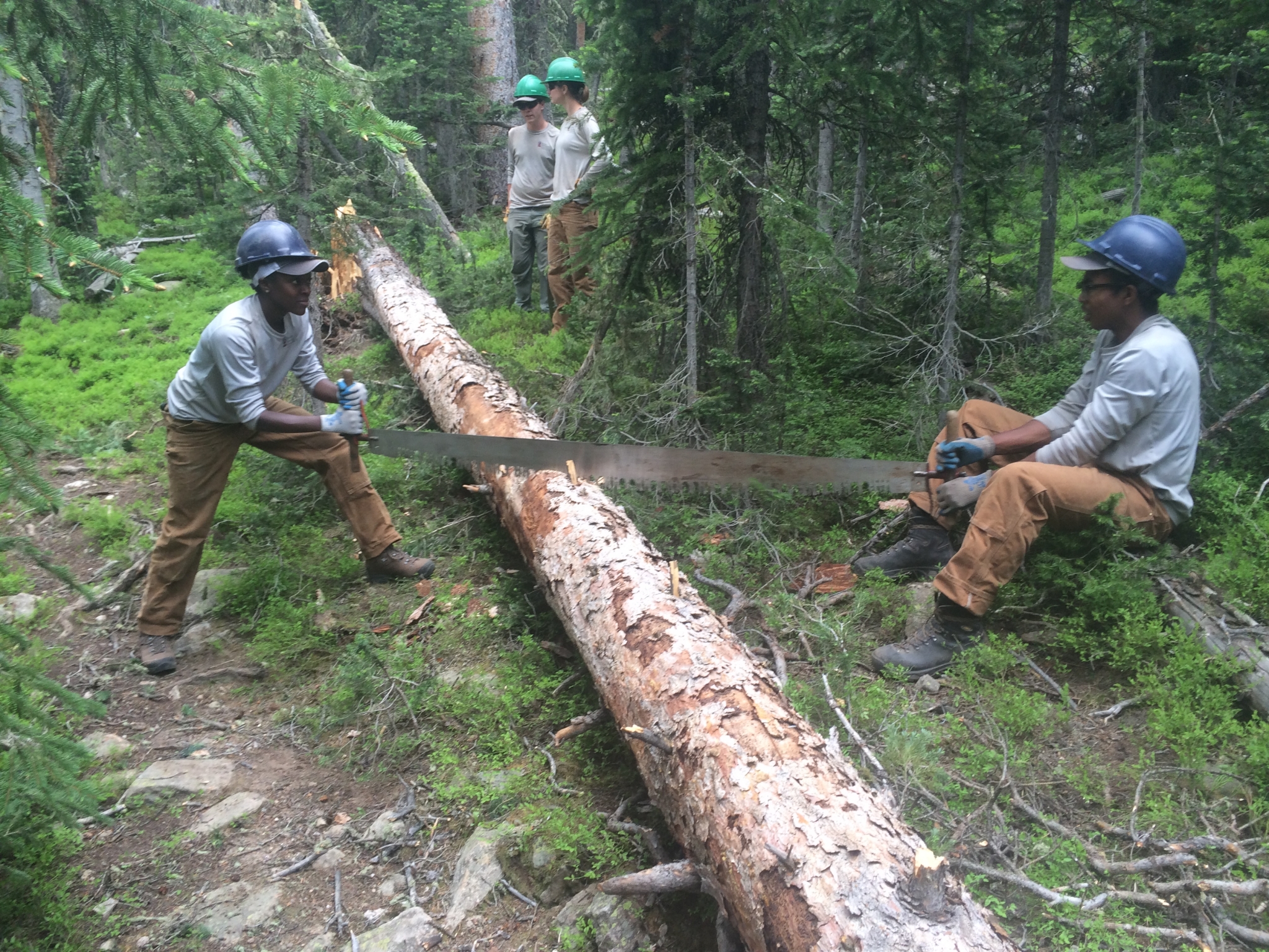 Forest workers using a long saw to cut through a fallen tree in a wooded area
