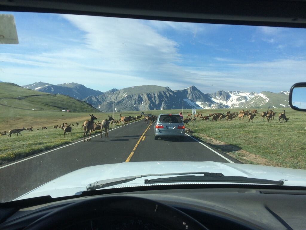 View from a car showing  a herd of elk crossing the road