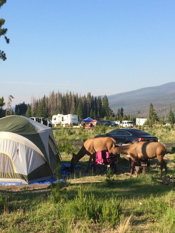Elk grazing near a tent at a busy campground surrounded by forest and mountains under a clear sky.