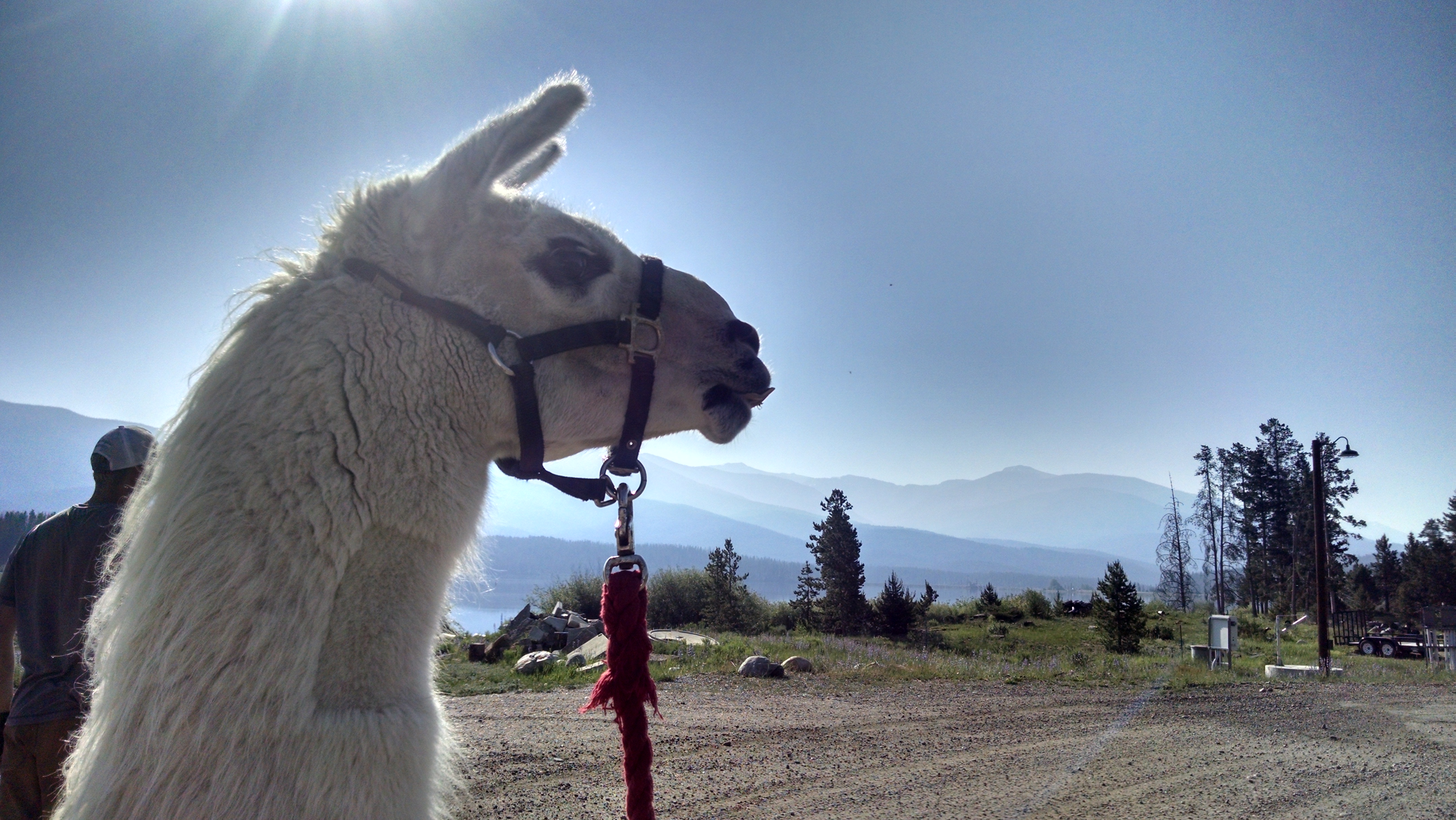 A llama with a halter stands in profile against a bright, sunlit backdrop