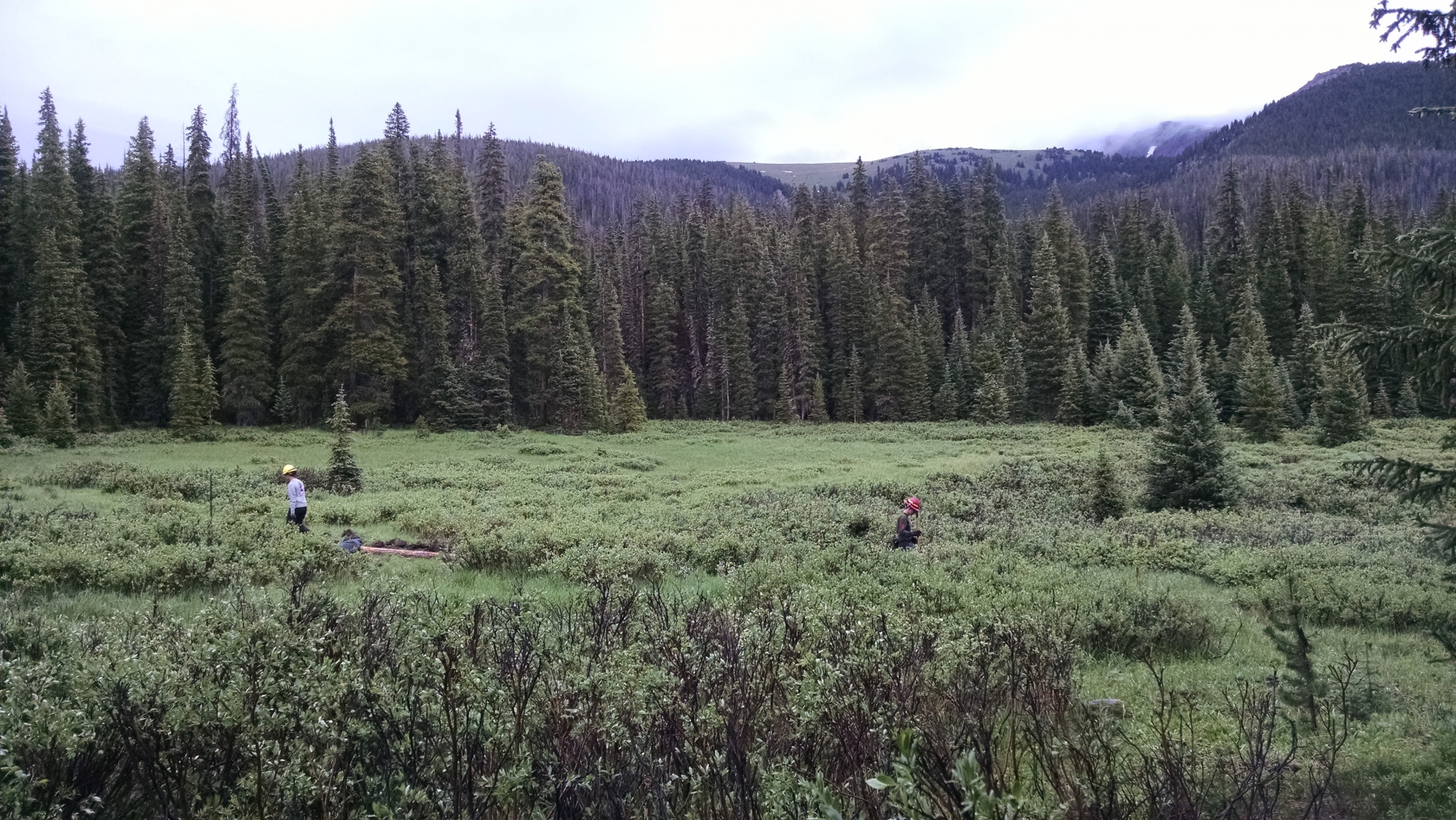 A vast, lush green meadow surrounded by dense pine forests
