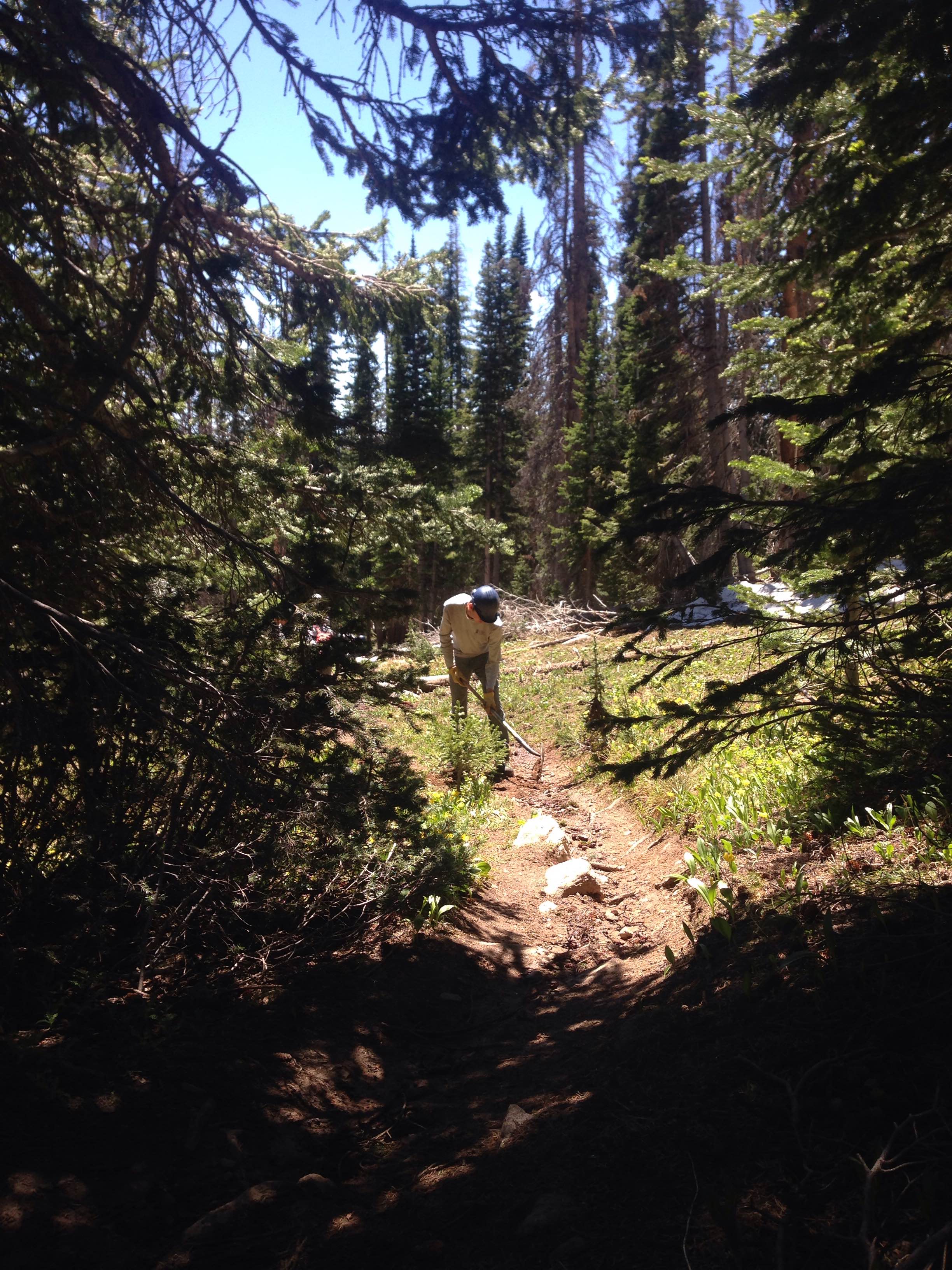 A person hiking on a forest trail, surrounded by tall pine trees
