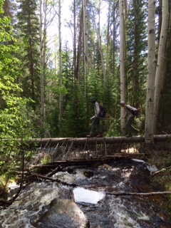 Two hikers balancing on a fallen tree trunk over a stream in a dense forest.