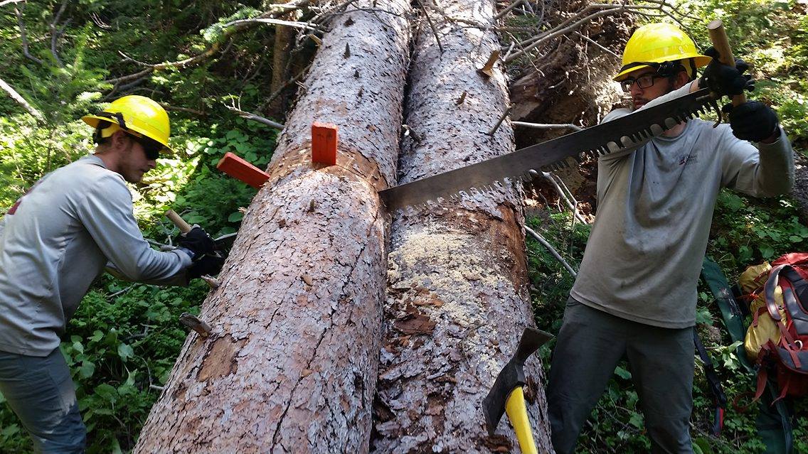 Two workers in yellow helmets use a crosscut saw to cut through a fallen tree