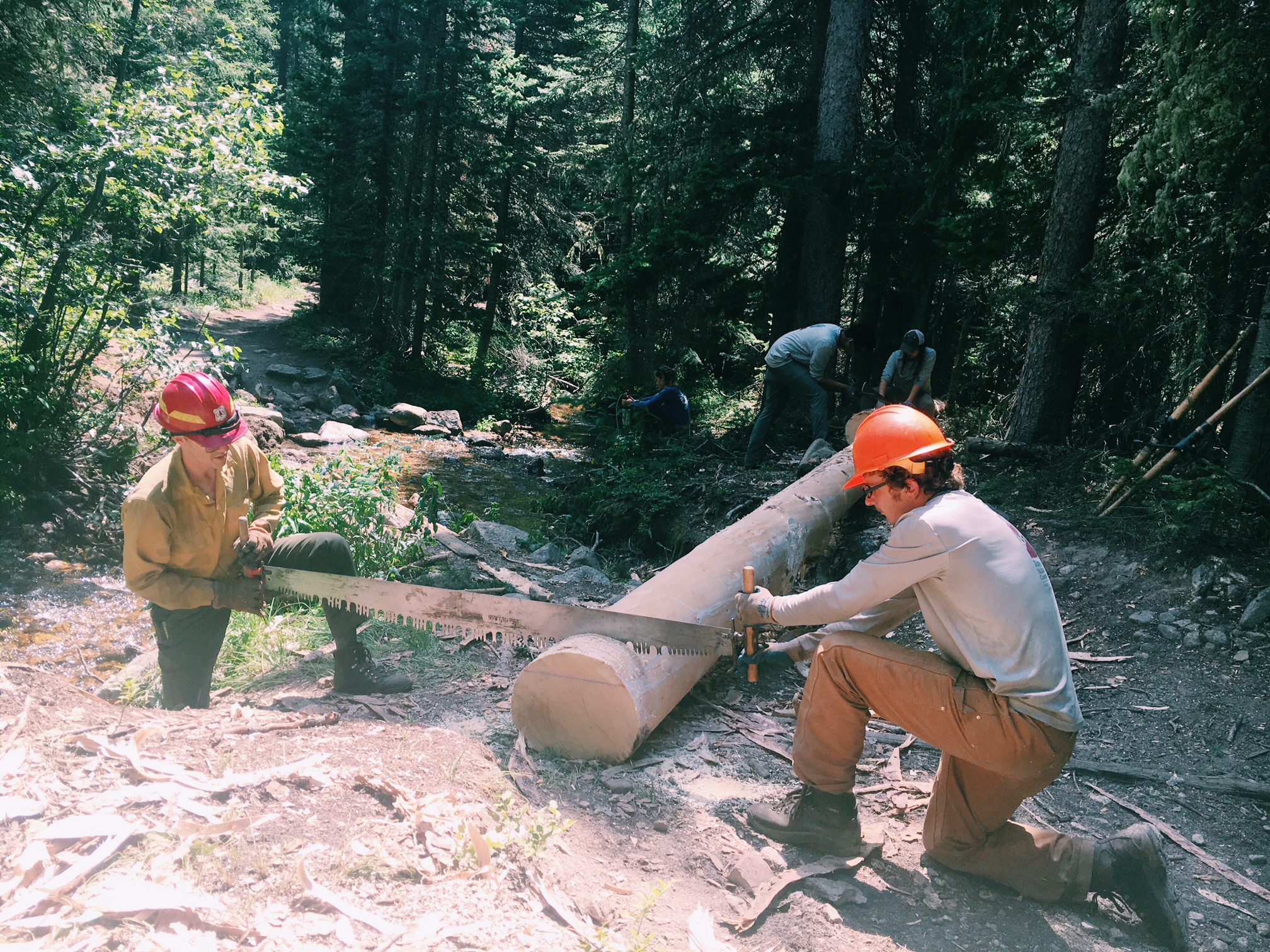 Two people cutting a fallen tree with a crosscut saw in a forest